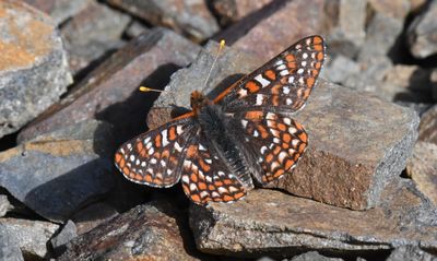 Anicia Checkerspot: Euphydryas anicia