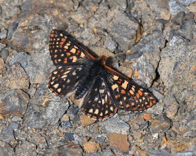 Anicia Checkerspot: Euphydryas anicia