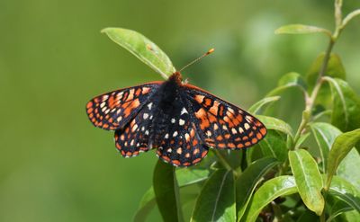 Anicia Checkerspot: Euphydryas anicia