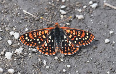 Anicia Checkerspot: Euphydryas anicia