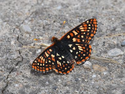 Anicia Checkerspot: Euphydryas anicia