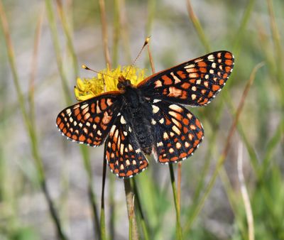 Anicia Checkerspot: Euphydryas anicia