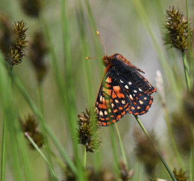 Anicia Checkerspot: Euphydryas anicia