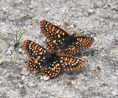 Anicia Checkerspot: Euphydryas anicia