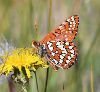 Anicia Checkerspot: Euphydryas anicia