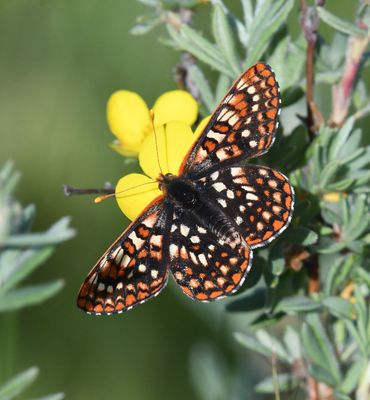 Anicia Checkerspot: Euphydryas anicia