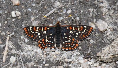 Anicia Checkerspot: Euphydryas anicia