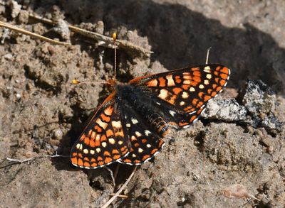 Anicia Checkerspot: Euphydryas anicia