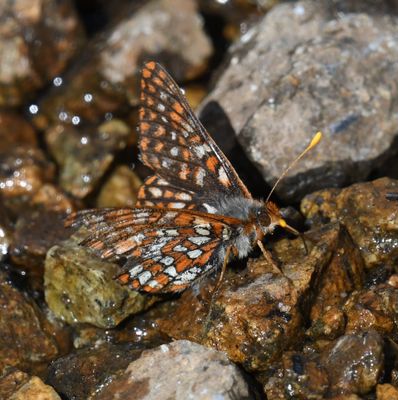 Anicia Checkerspot: Euphydryas anicia