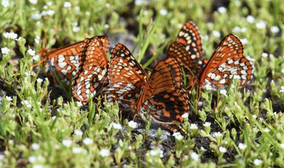 Anicia Checkerspot: Euphydryas anicia