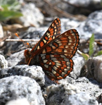 Edith's Checkerspot: Euphydryas editha