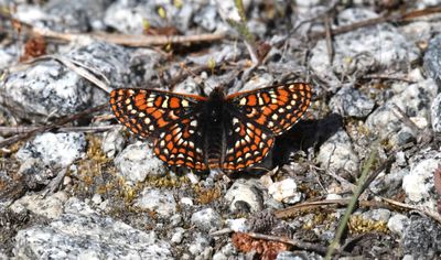 Edith's Checkerspot: Euphydryas editha