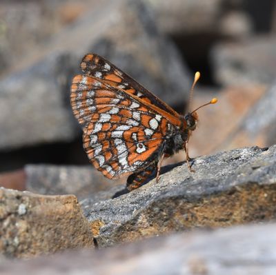 Edith's Checkerspot: Euphydryas editha