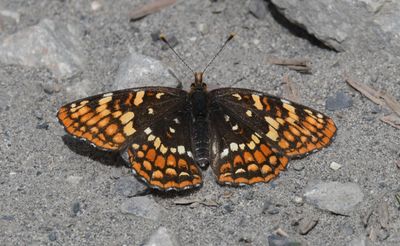 Hoffmann's Checkerspot: Chlosyne hoffmanni