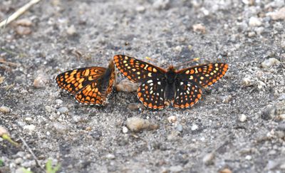 Northern Checkerspot: Chlosyne palla and Anicia Checkerspot: Euphydryas anicia