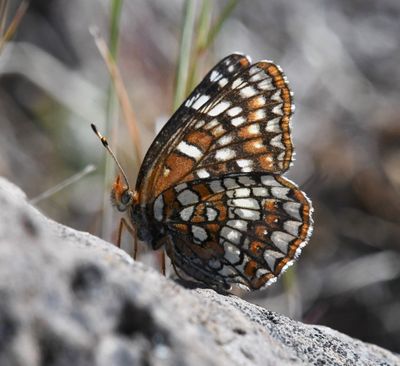 Northern Checkerspot: Chlosyne palla