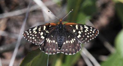 Northern Checkerspot: Chlosyne palla