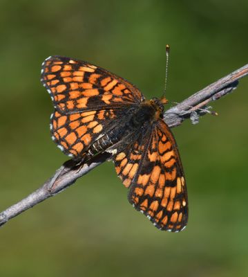 Northern Checkerspot: Chlosyne palla