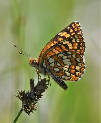 Northern Checkerspot: Chlosyne palla