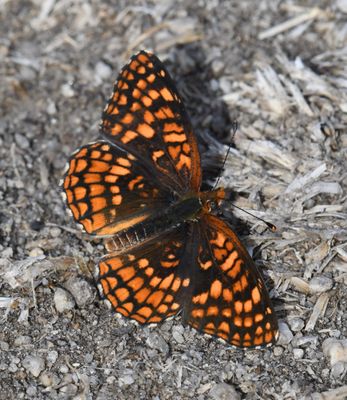 Northern Checkerspot: Chlosyne palla