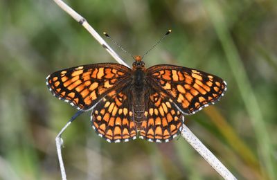 Northern Checkerspot: Chlosyne palla