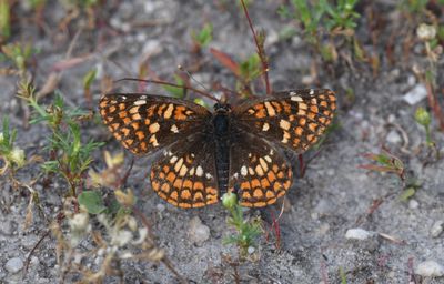 Northern Checkerspot: Chlosyne palla