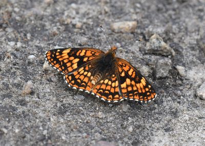 Northern Checkerspot: Chlosyne palla