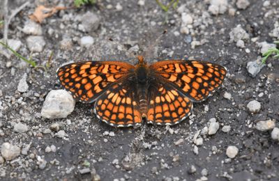 Northern Checkerspot: Chlosyne palla