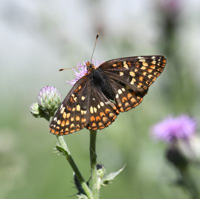 Northern Checkerspot: Chlosyne palla