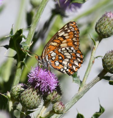 Northern Checkerspot: Chlosyne palla