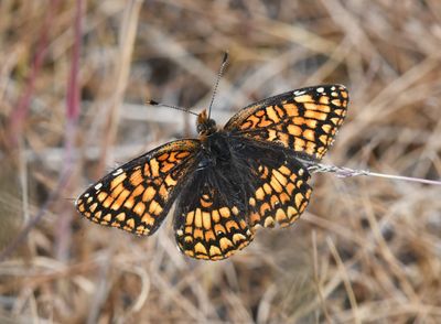 Sagebrush Northern Checkerspot: Chlosyne palla sterope