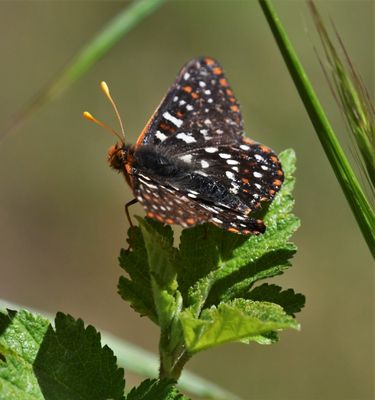 Snowberry Checkerspot: Euphydryas colon