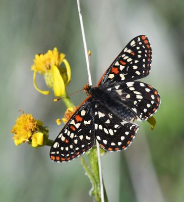 Snowberry Checkerspot: Euphydryas colon wallacensis