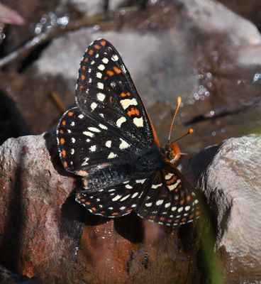 Snowberry Checkerspot: Euphydryas colon wallacensis