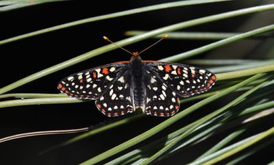 Snowberry Checkerspot: Euphydryas colon wallacensis