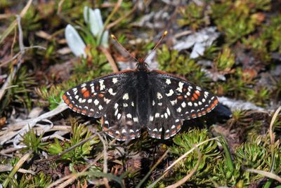 Snowberry Checkerspot: Euphydryas colon