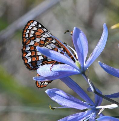 Taylor's Edith's Checkerspot: Euphydryas editha taylori