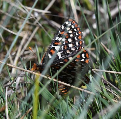 Taylor's Edith's Checkerspot: Euphydryas editha taylori