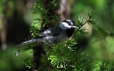 Mountain Chickadee