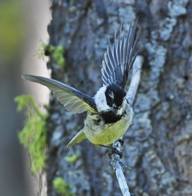 Mountain Chickadee