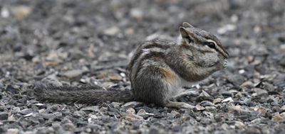 Least Chipmunk