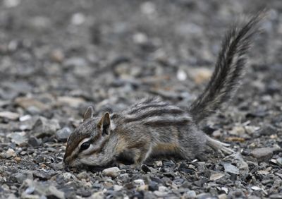 Least Chipmunk