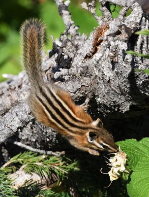 Red-tailed Chipmunk