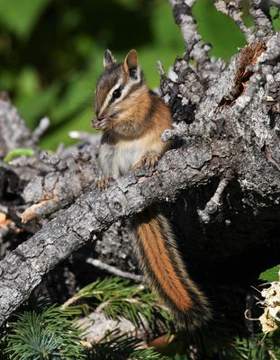 Red-tailed Chipmunk