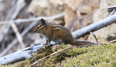 Townsend's Chipmunk