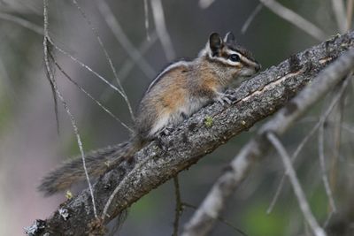 Yellow Pine Chipmunk