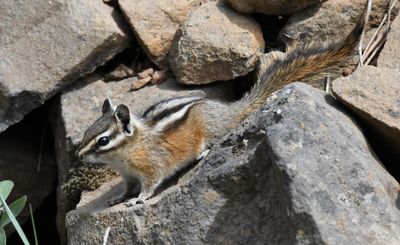 Yellow Pine Chipmunk