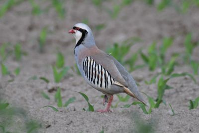 Chukar