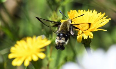 Rocky Mountain Clearwing