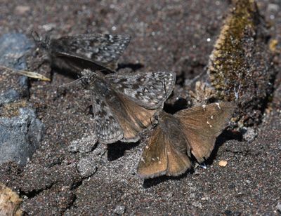 Propertius Duskywing: Erynnis propertius and Northern Cloudywing: Cecropterus pylades